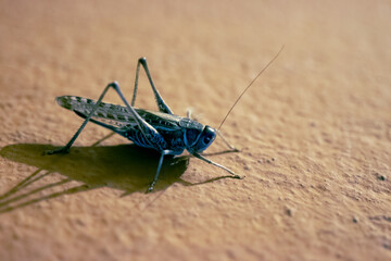 Green cricket or grasshopper insect sits on house wall at night