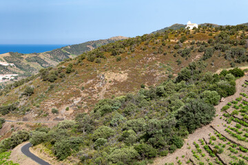 View of hills and vineyards of Banyuls AOP, grapes plants, between Pyrenees mountains and Mediterranean Sea, special climate and soil for making natural sweet wines, south of France,
