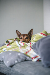 Dog resting on sofa under blanket