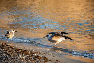 Seagull sea bird on beach or rocks in Collioure, France