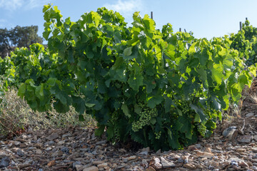 View of hills and vineyards of Banyuls AOP, grapes plants, between Pyrenees mountains and...