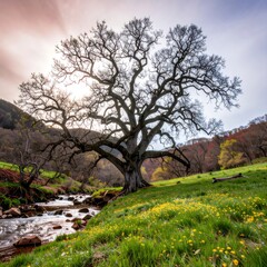 Majestic oak tree by a flowing stream in a meadow