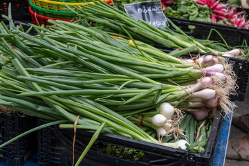 Fresh green organic onions with white white and violet bulbs for sale on french farmers market