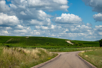 Champagne vineyards in the Cote des Bar area of the Aube department near Essoyes and Celles-sur-Ource, Champagne-Ardennes, France, Europe, wine making region