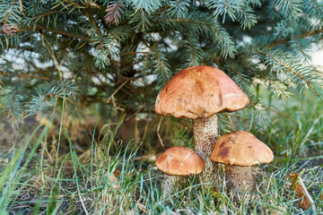 Orange Birch Bolete Mushroom Cluster in Autumn