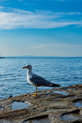 Seagull sea bird on beach or rocks in Collioure, France