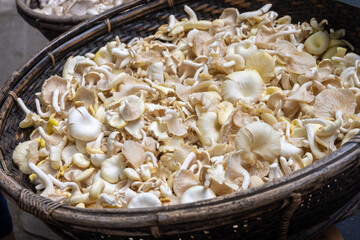 asty vegetarian food, fresh organic Pleurotus ostreatus, or oyster mushrooms, hiratake, or pearl oyster mushrooms