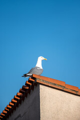 Seagull sea bird on beach or rocks in Collioure, France