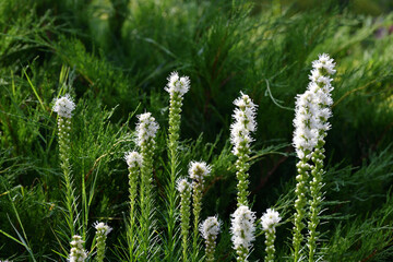 Liatris spicata Alba - belongs to the genus Liatris of the Asteraceae family