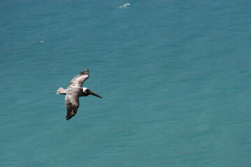 Pelican Gliding Above Blue Ocean Waters