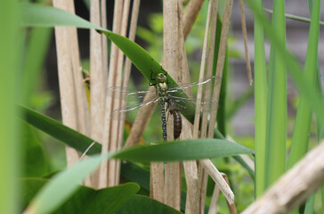 Blaugrüne Mosaikjungfer - Southern Hawker