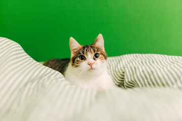 Cat resting on sofa under blanket