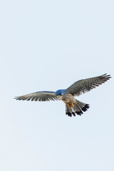 Kestrel falco tinnunculus male hovering and hunting