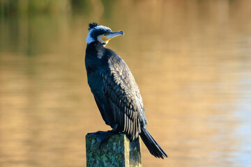 Great Cormorant, Phalacrocorax carbo, drying wings