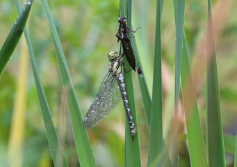 Fototapeta premium Blaugrüne Mosaikjungfer - Southern Hawker