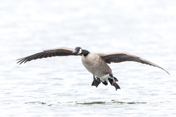 Canadian goose, Branta canadensis, cleaning