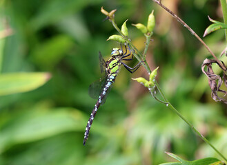 Blaugrüne Mosaikjungfer - Southern Hawker © Studio M. Brix
