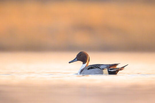 Anas acuta, Northern Pintail male duck swimming during sunset - Powered by Adobe