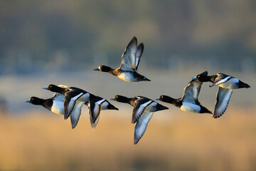 Tufted duck flock, Aythya fuligula, in flight