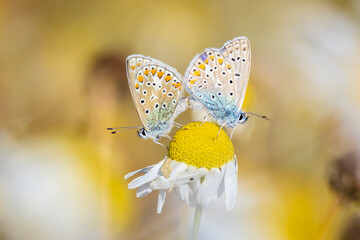 Common blue butterflies Polyommatus icarus couple mating