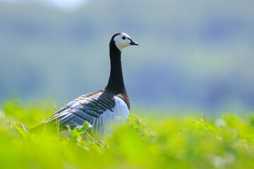 Closeup of a barnacle goose Branta leucopsis in a meadow