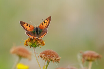 Small or common copper butterfly lycaena phlaeas closeup