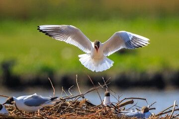 Black-headed gull, Chroicocephalus ridibundus, flying