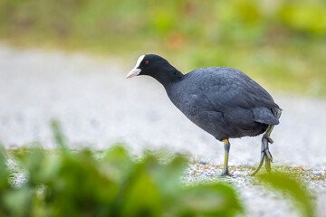 Eurasian coot, Fulica atra foraging a green field