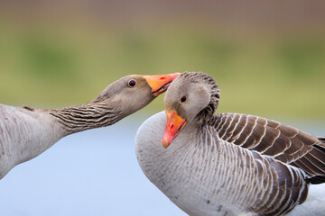 Greylag goose Anser Anser washing