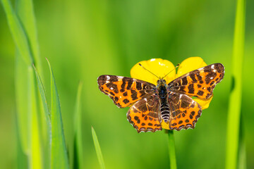 The Map butterfly, Araschnia levana, Springtime brood