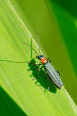 Oedemera croceicollis beetle resting in sunlight on a green leaf.