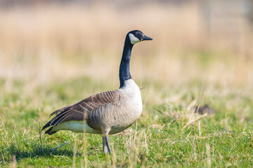 Canadian goose Branta canadensis in a meadow