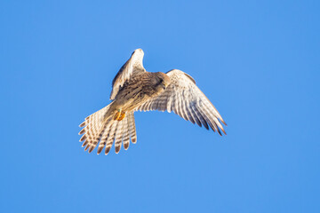 Kestrel falco tinnunculus female hunting closeup