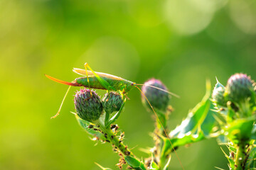 conocephalus fuscus, long-winged conehead bushcricket, resting in a meadow