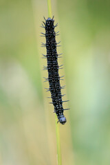 Aglais io, Peacock butterfly caterpillar