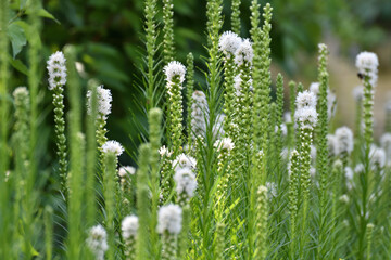 Liatris spicata Alba - belongs to the genus Liatris of the Asteraceae family