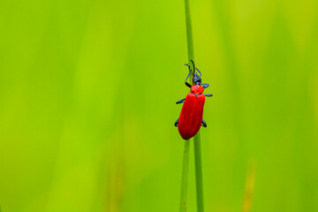 The black-headed cardinal beetle, Pyrochroa coccinea, foraging