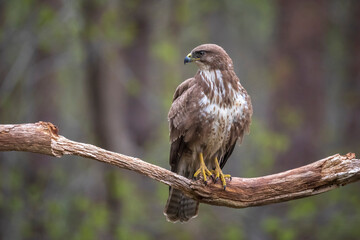 Common buzzard, Buteo Buteo, bird of prey perched