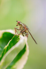 Scathophaga stercoraria, also known as the yellow dung fly or the golden dung fly,