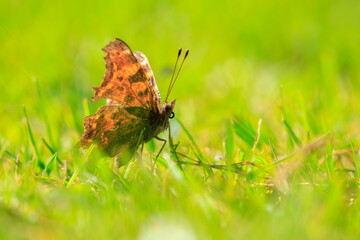 Comma butterfly, Polygonia c-album, resting side view