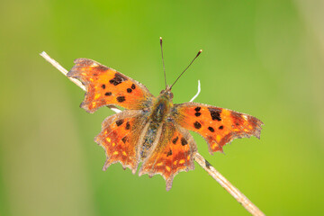 Comma butterfly, Polygonia c-album, resting side view