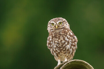 Closeup portrait Little owl, Athene noctua, perched while hunting