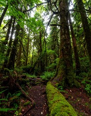 Lush forest path (5)