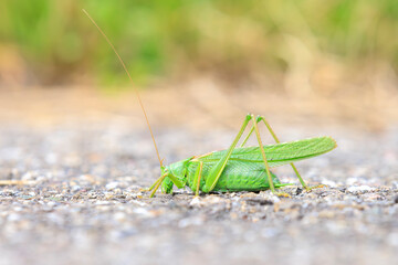 Great Green Bush-cricket, Tettigonia viridissima, warming