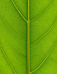 Obraz premium Close-up leaf veins