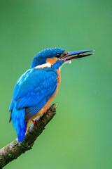 Close up of a Kingfisher, Alcedo Atthis, fishing