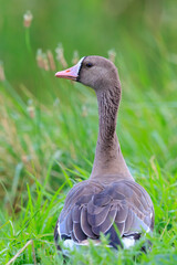 Greater White-fronted Goose, Anser albifrons, in a meadow