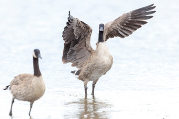 Canadian goose, Branta canadensis, cleaning