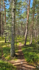 Serene Forest Path Surrounded by Pine Trees