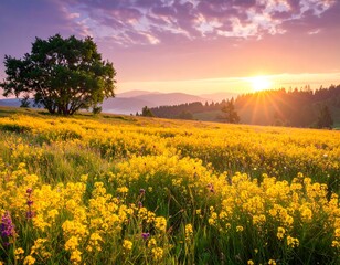 Obraz premium A vast expanse of vibrant yellow wildflowers blankets a sun-drenched meadow at sunrise, with a lone tree standing guard in the foreground.